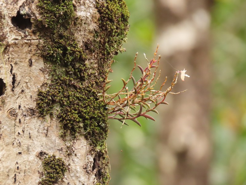 Dendrobium acerosum photo 3