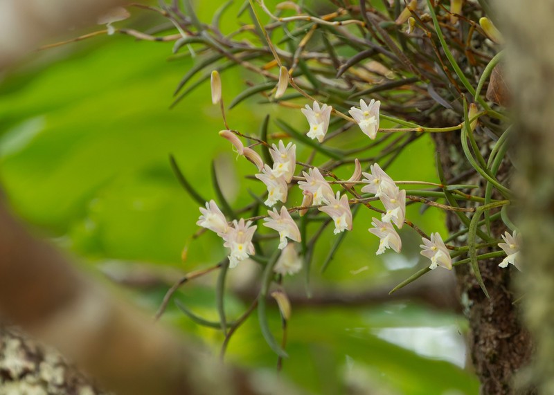 Dendrobium acerosum photo 4