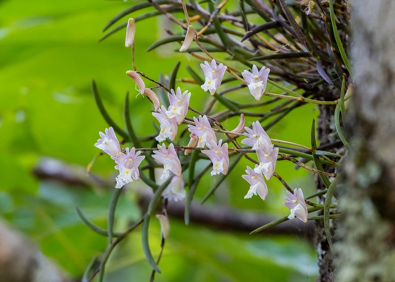 Dendrobium acerosum photo 5