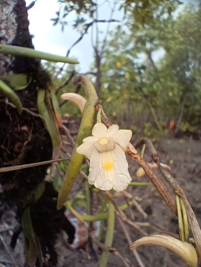 Dendrobium acerosum photo 6