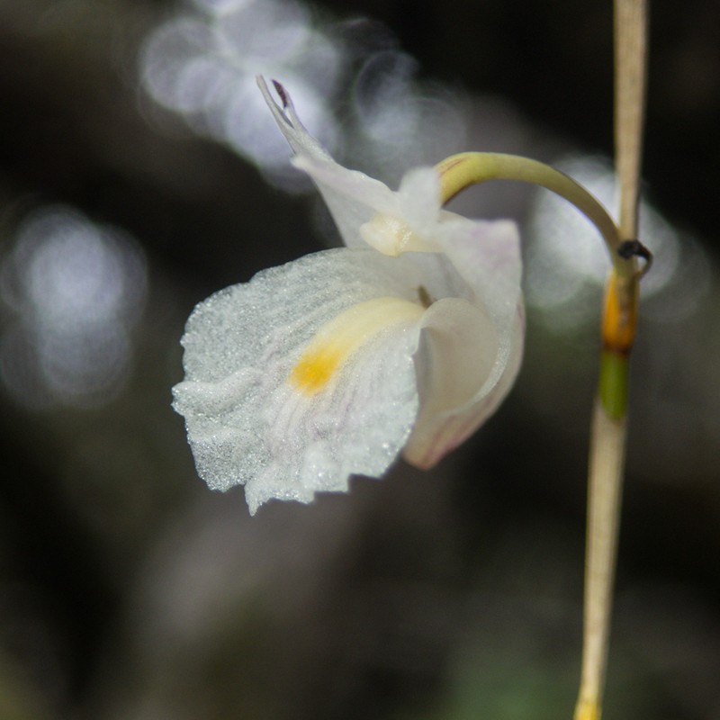 Dendrobium acerosum photo 7