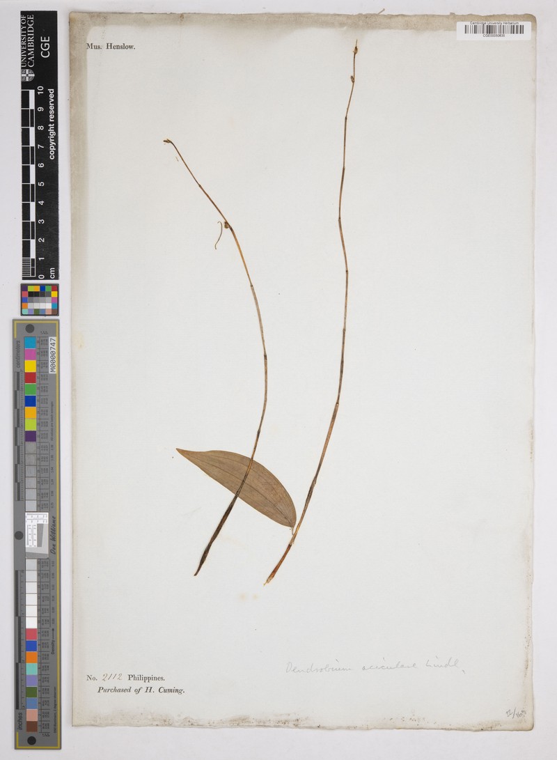 Dendrobium aciculare