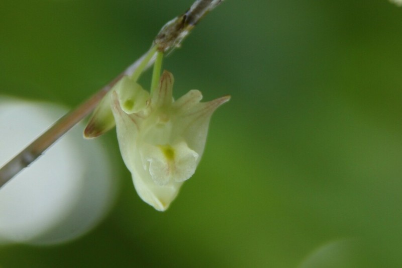Dendrobium acinaciforme
