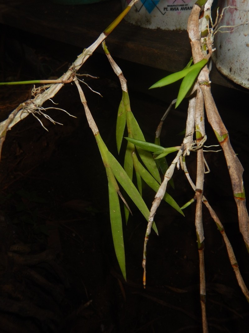 Dendrobium acinaciforme photo 2