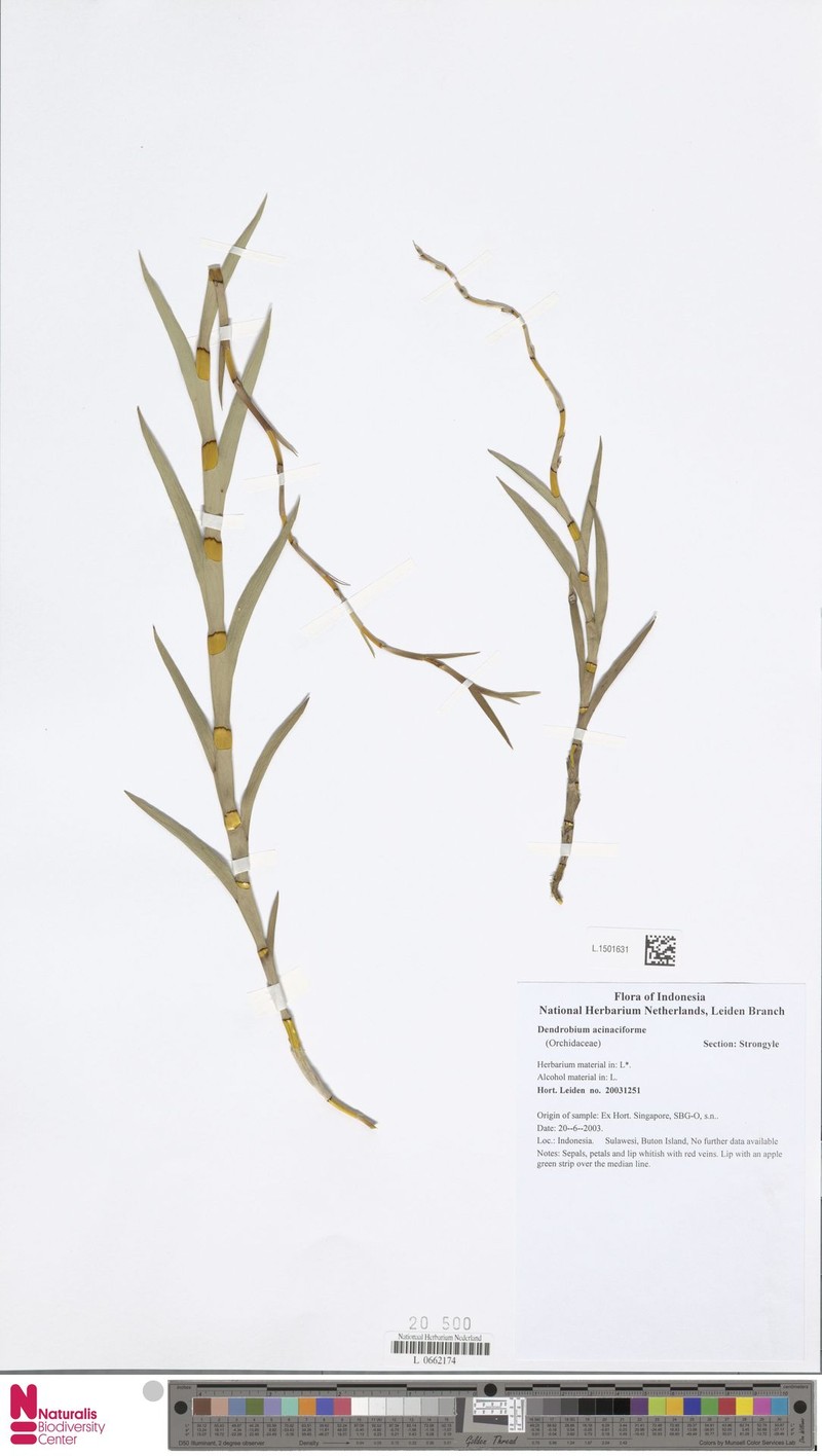 Dendrobium acinaciforme photo 3