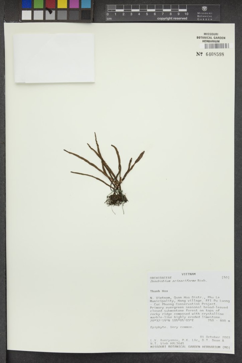 Dendrobium acinaciforme photo 4