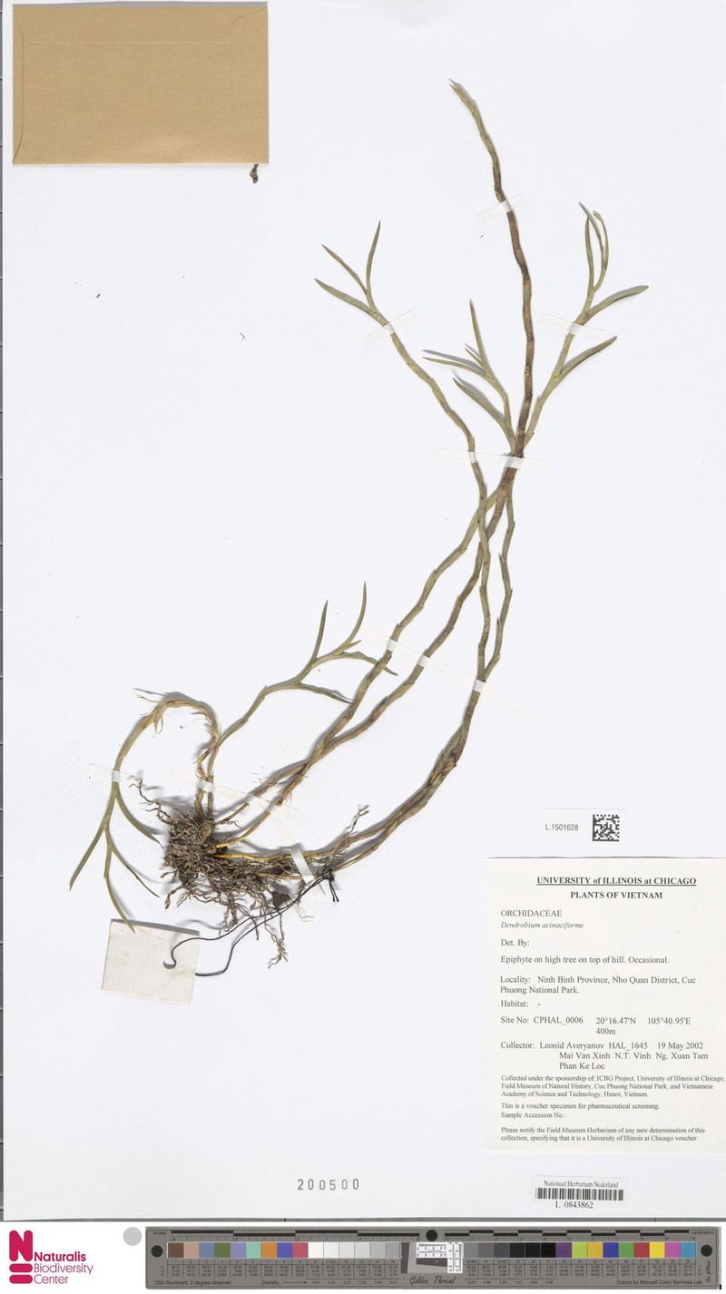 Dendrobium acinaciforme photo 5