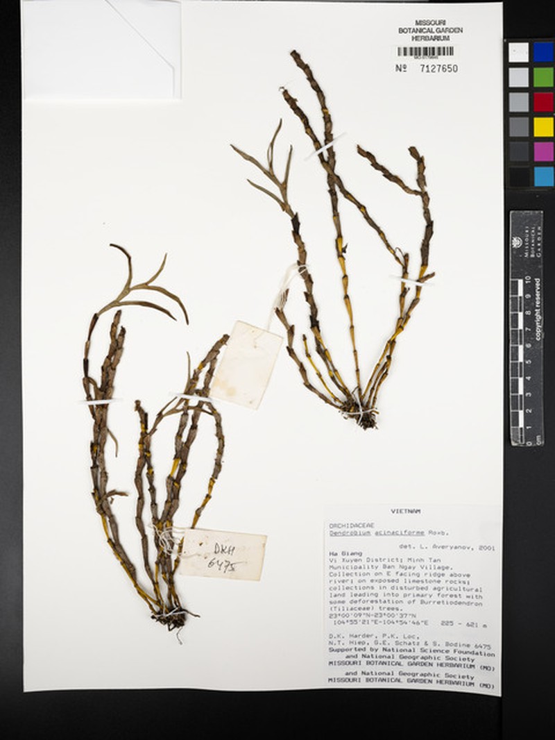 Dendrobium acinaciforme photo 6