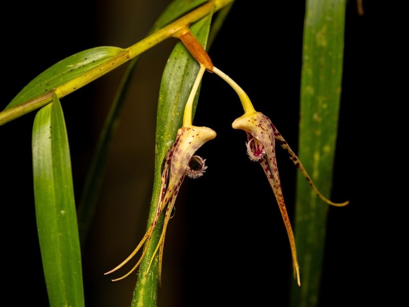 Dendrobium acuminatissimum