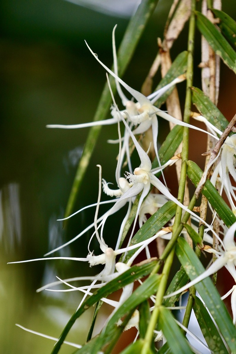 Dendrobium acuminatissimum photo 2