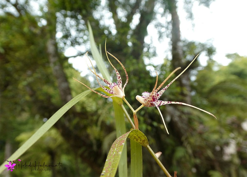 Dendrobium acuminatissimum photo 3
