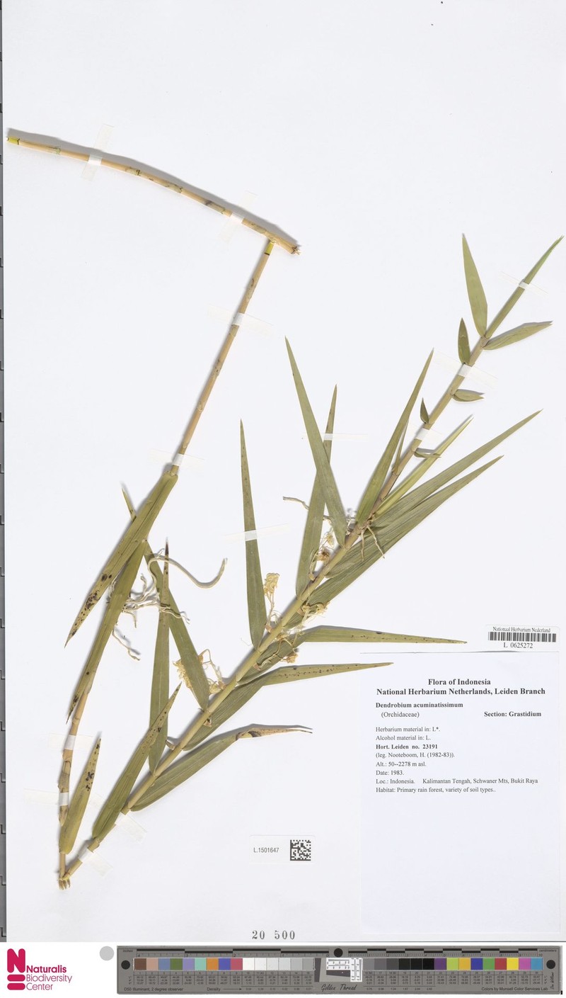 Dendrobium acuminatissimum photo 6