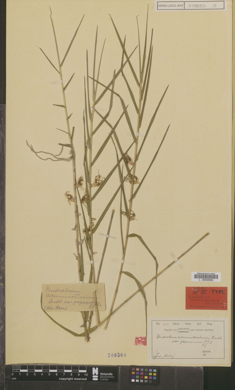 Dendrobium acuminatissimum var. papuanum