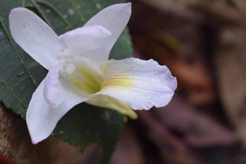 Dendrobium acutifolium