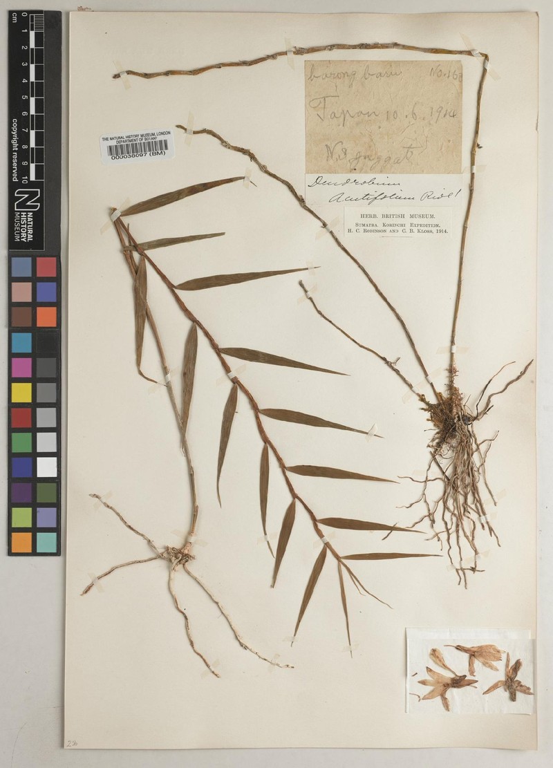 Dendrobium acutifolium photo 2