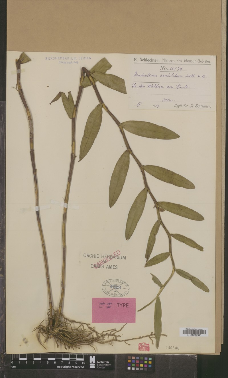 Dendrobium acutilobum