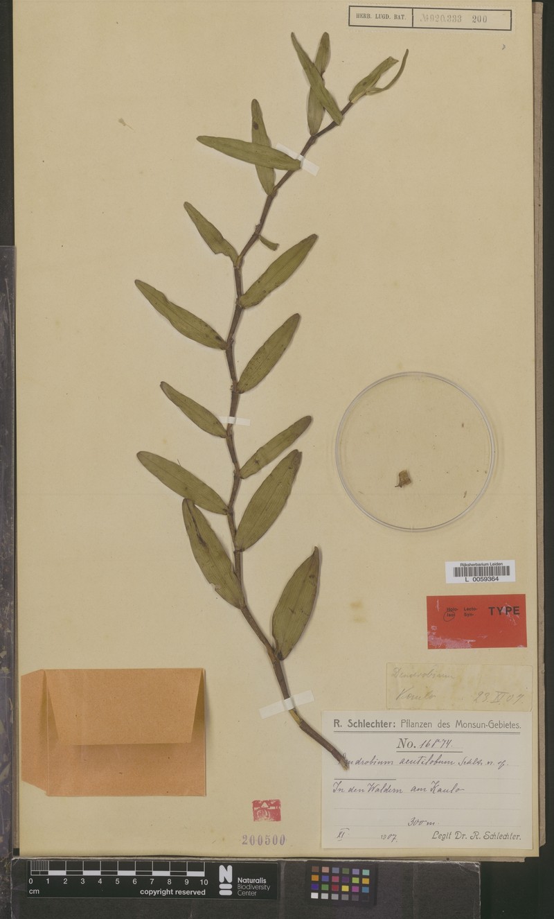 Dendrobium acutilobum photo 2