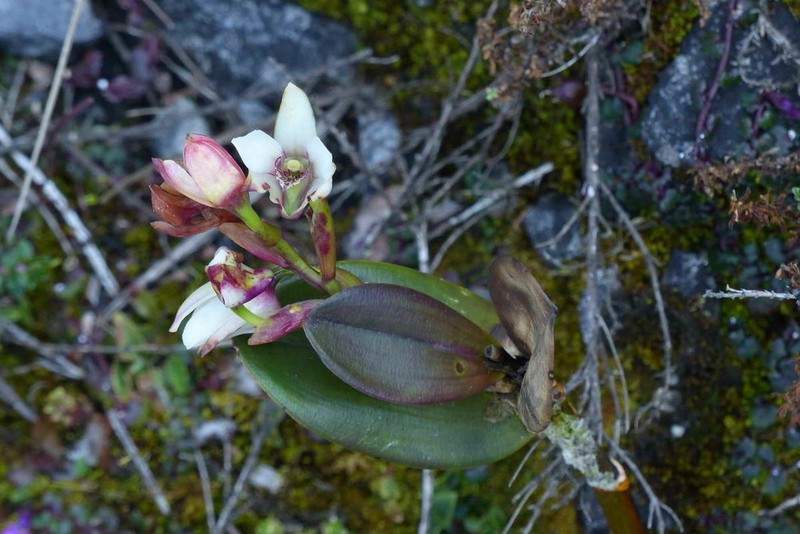 Dendrobium acutisepalum