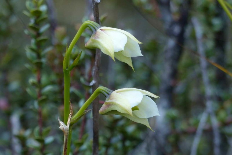 Dendrobium acutisepalum photo 2