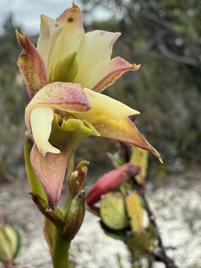 Dendrobium acutisepalum photo 3