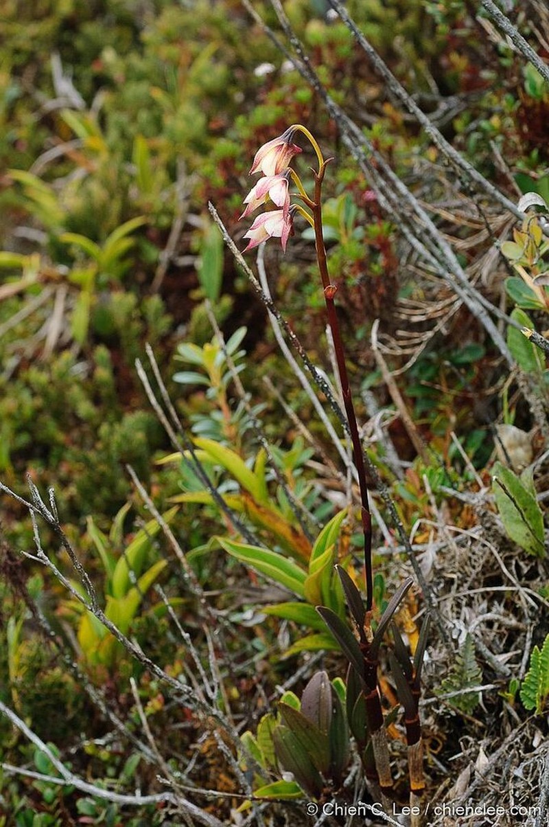 Dendrobium acutisepalum photo 4
