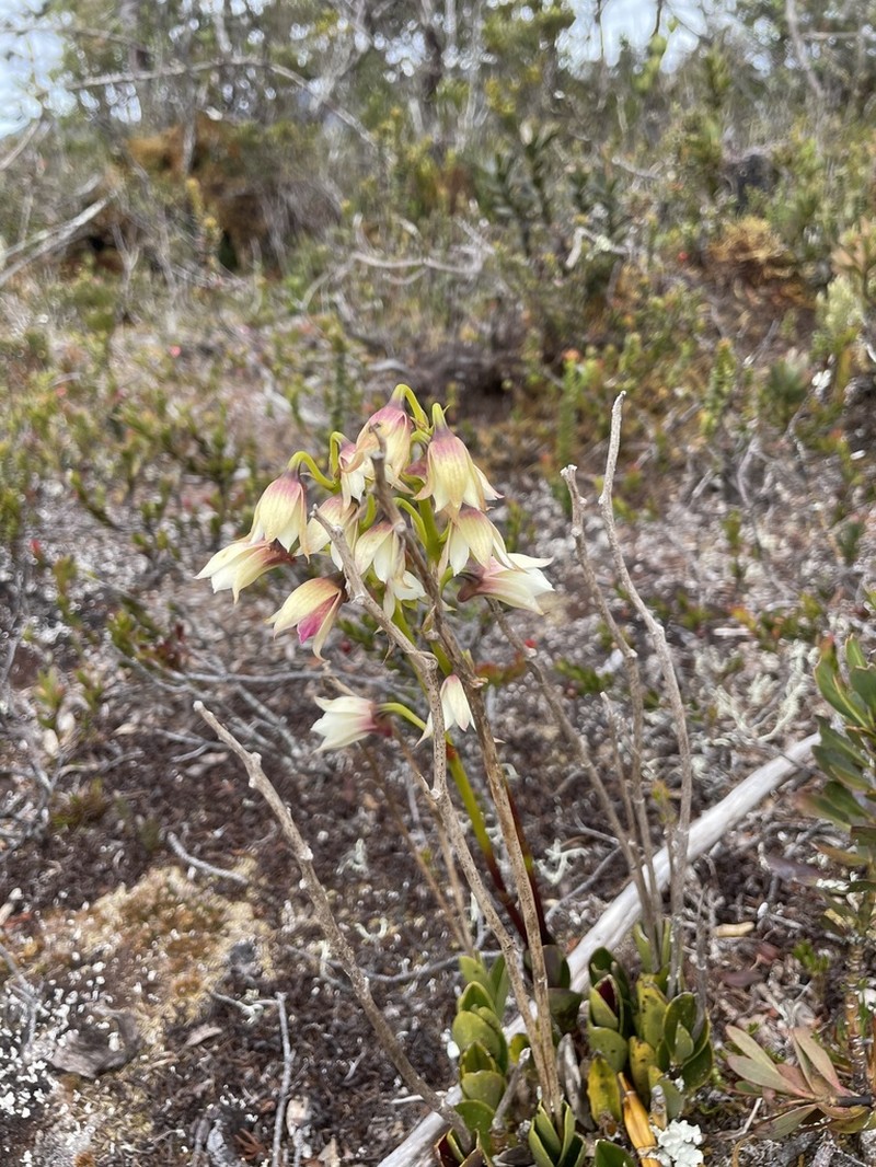 Dendrobium acutisepalum photo 5