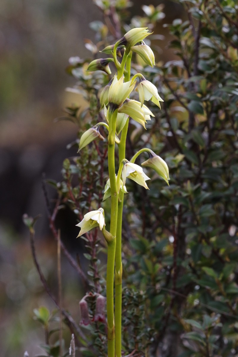 Dendrobium acutisepalum photo 6