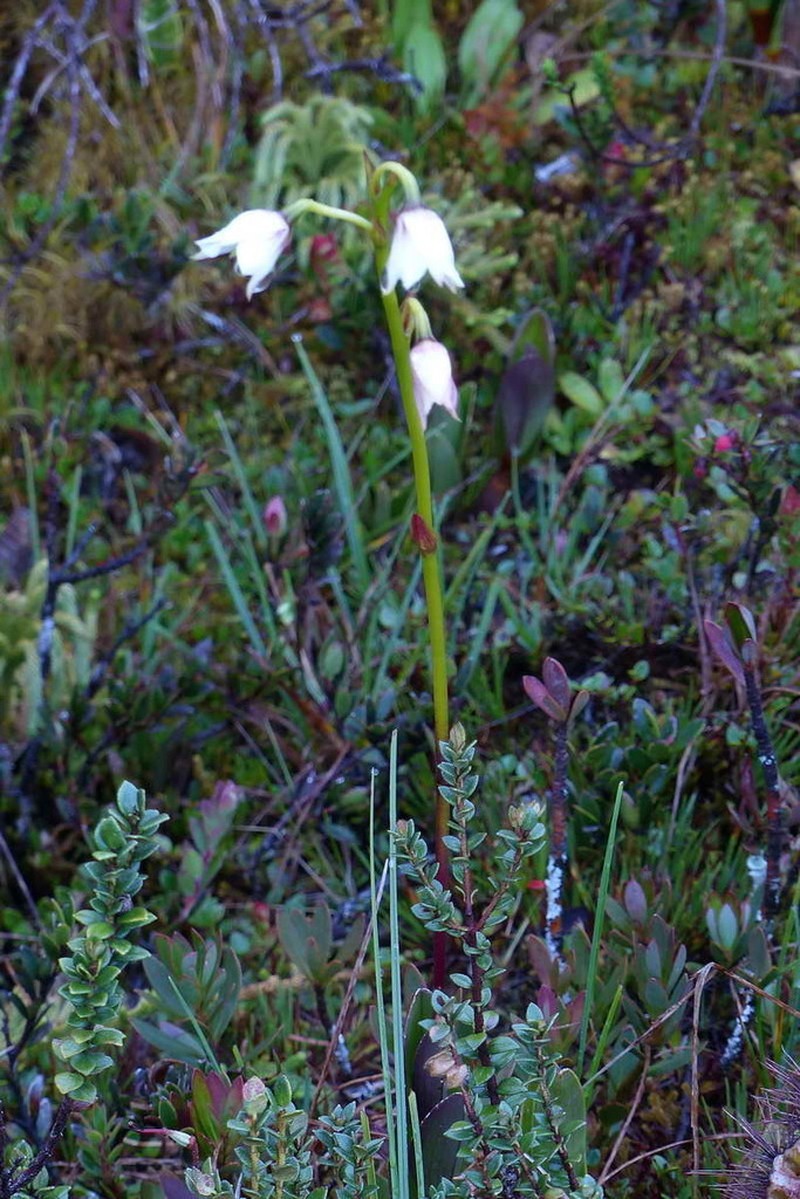 Dendrobium acutisepalum photo 8