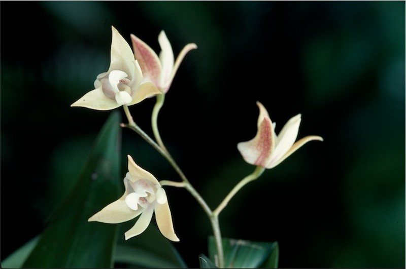 Dendrobium adae