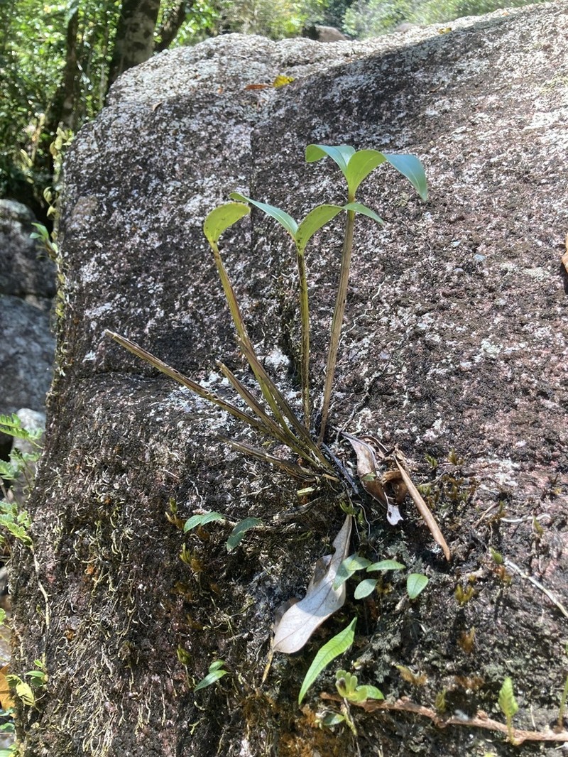 Dendrobium adae photo 2