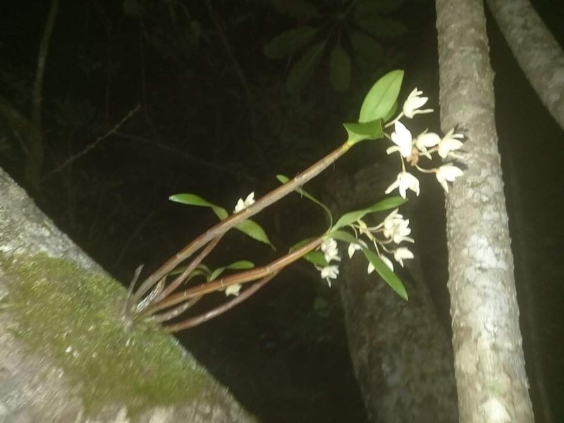 Dendrobium adae photo 3