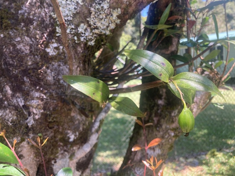 Dendrobium adae photo 4