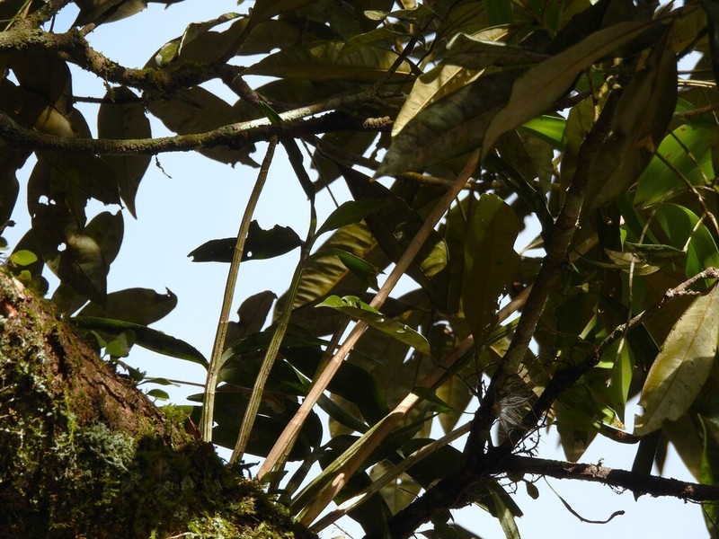 Dendrobium adae photo 5