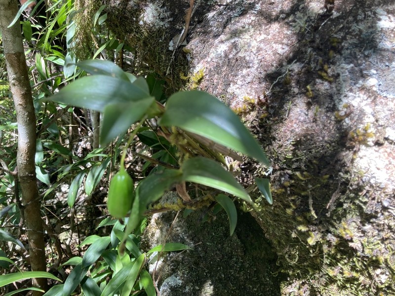 Dendrobium adae photo 6