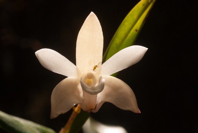 Dendrobium adae photo 7