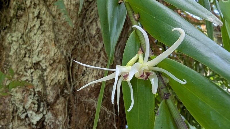 Dendrobium adamsii photo 2