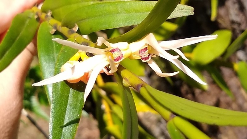 Dendrobium adamsii photo 3