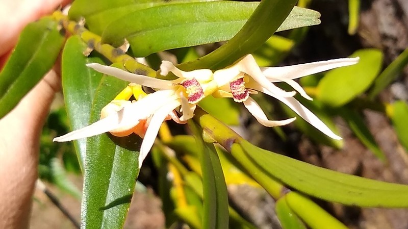 Dendrobium adamsii photo 5