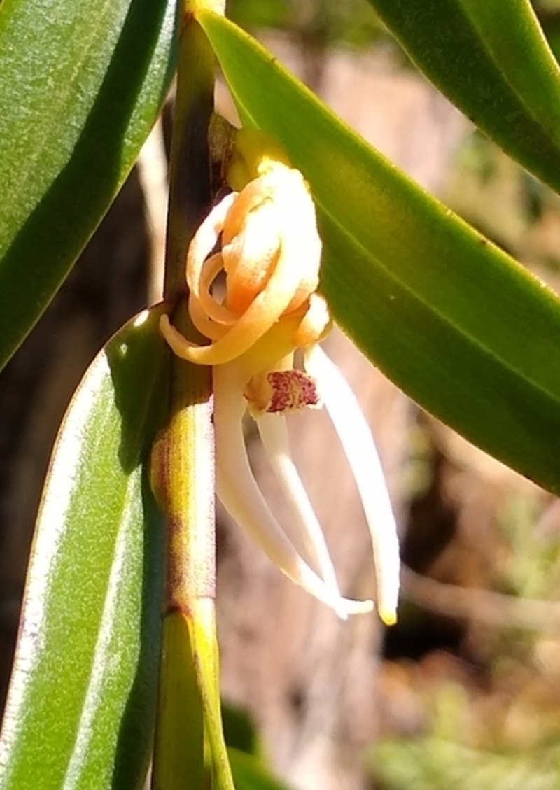 Dendrobium adamsii
