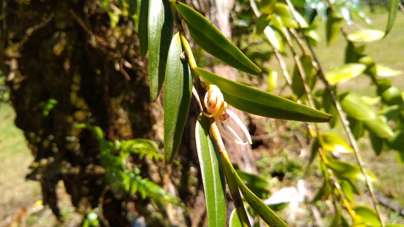 Dendrobium adamsii photo 6