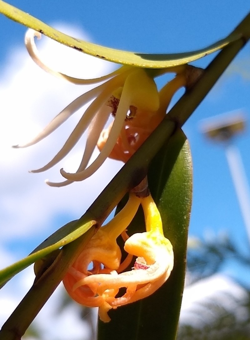 Dendrobium adamsii photo 8