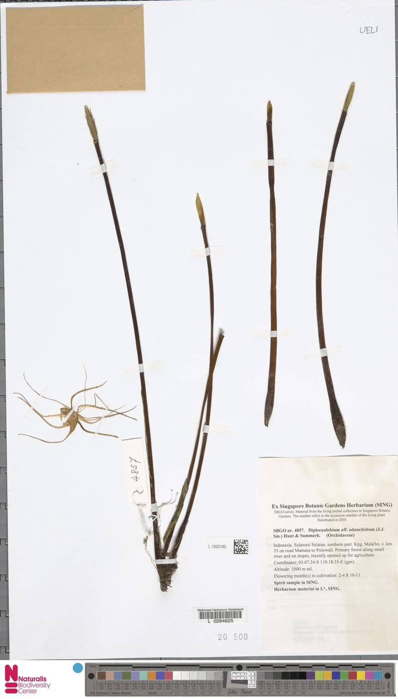 Dendrobium aduncilobum