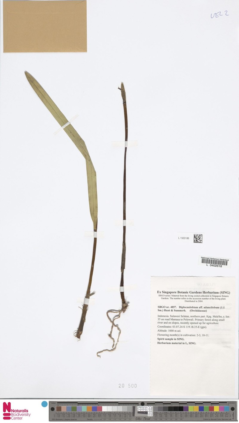 Dendrobium aduncilobum photo 2