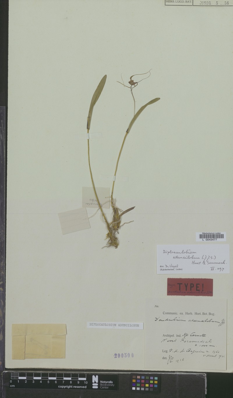 Dendrobium aduncilobum photo 3