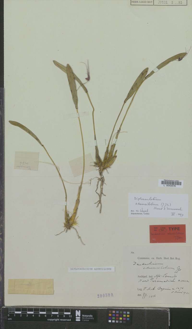 Dendrobium aduncilobum photo 4