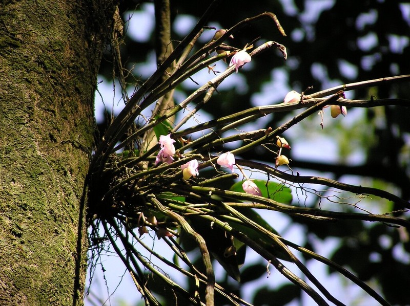 Dendrobium aduncum photo 2