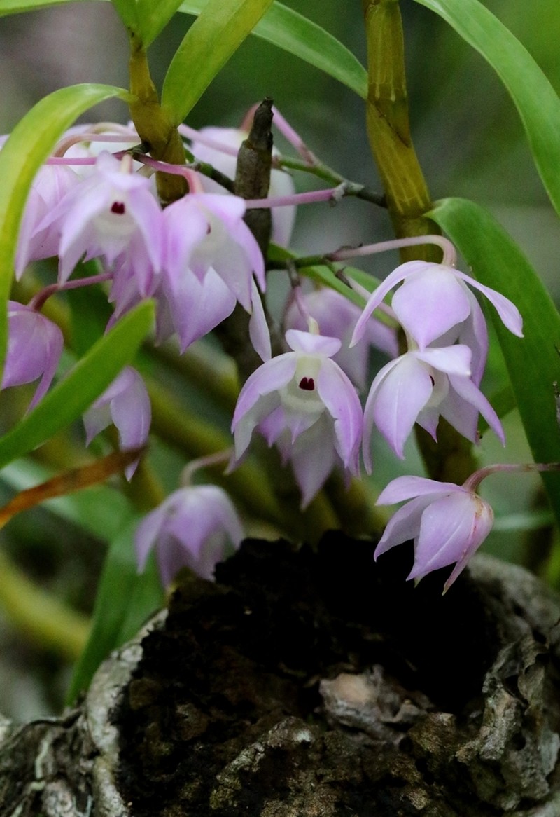 Dendrobium aduncum photo 3