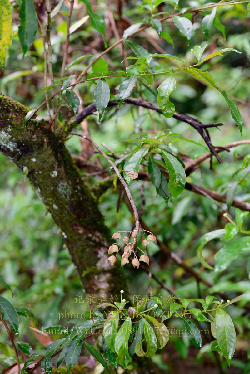 Dendrobium aduncum photo 4