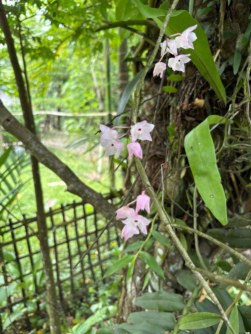 Dendrobium aduncum photo 5