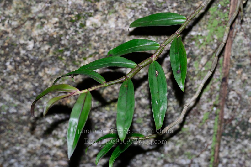 Dendrobium aduncum photo 6